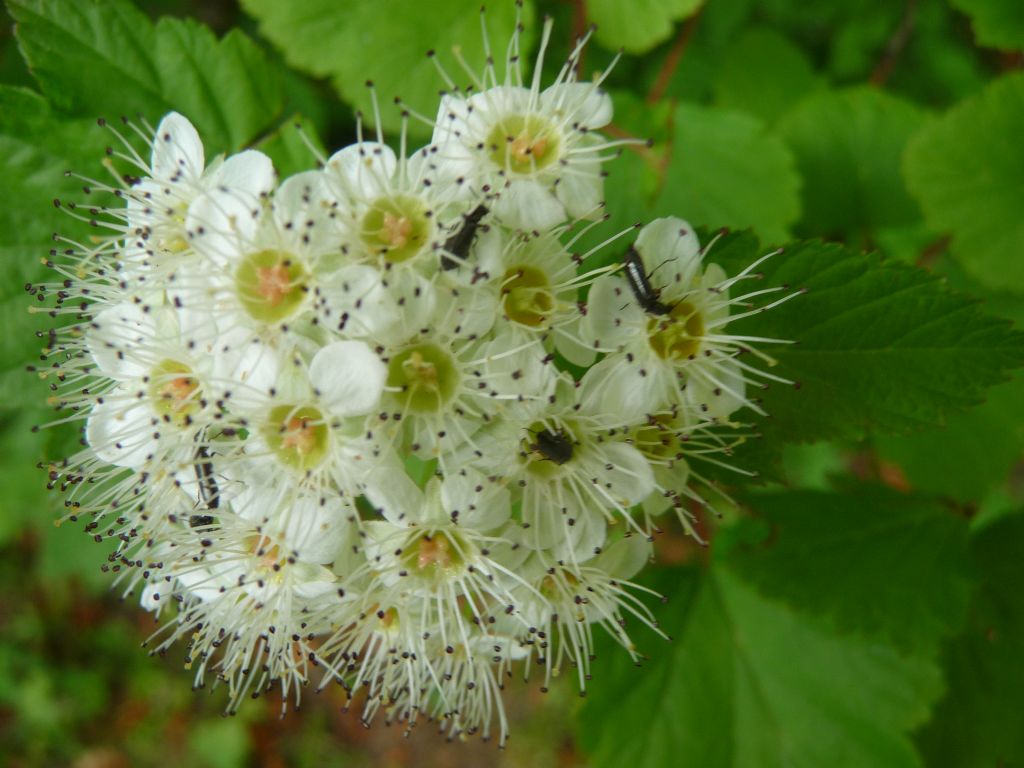 Dasytes sp. (Dasytidae) da San Pietroburgo (Russia)