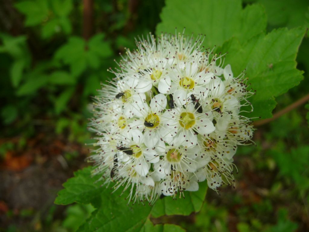 Dasytes sp. (Dasytidae) da San Pietroburgo (Russia)