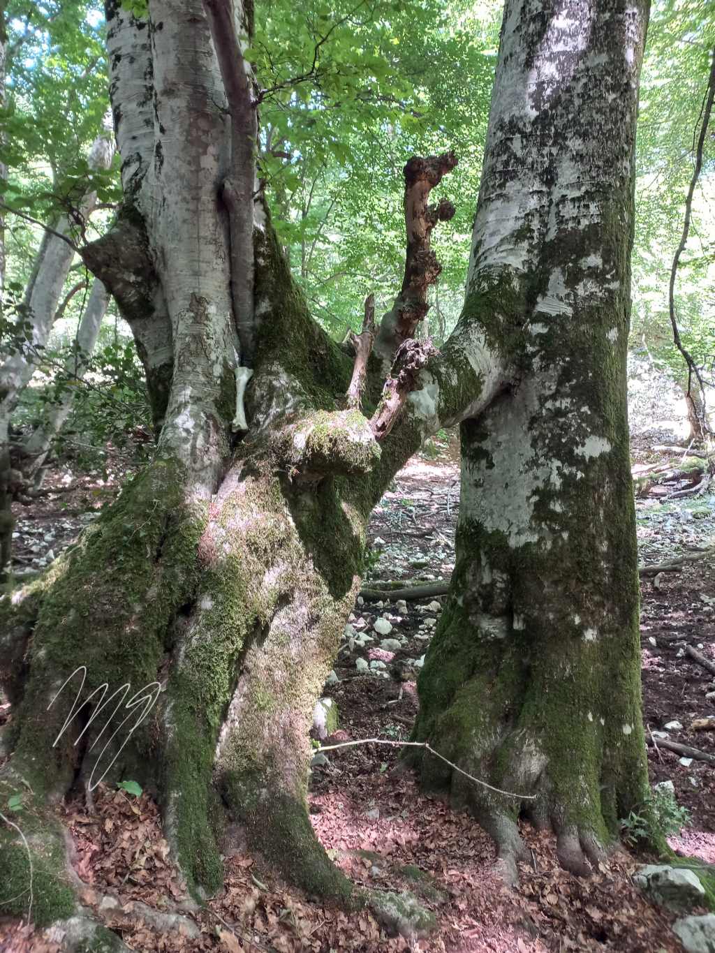 Ramo di faggio nel tronco del vicino