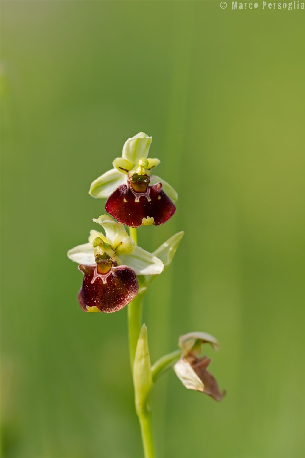 Ophrys holosericea e Ophrys apifera