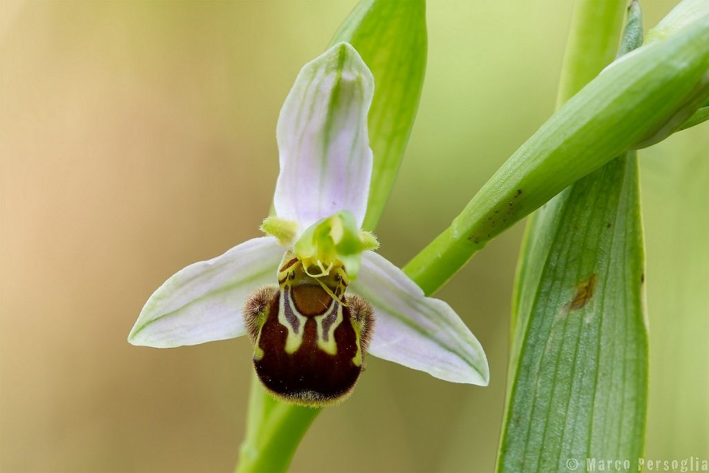 Ophrys holosericea e Ophrys apifera