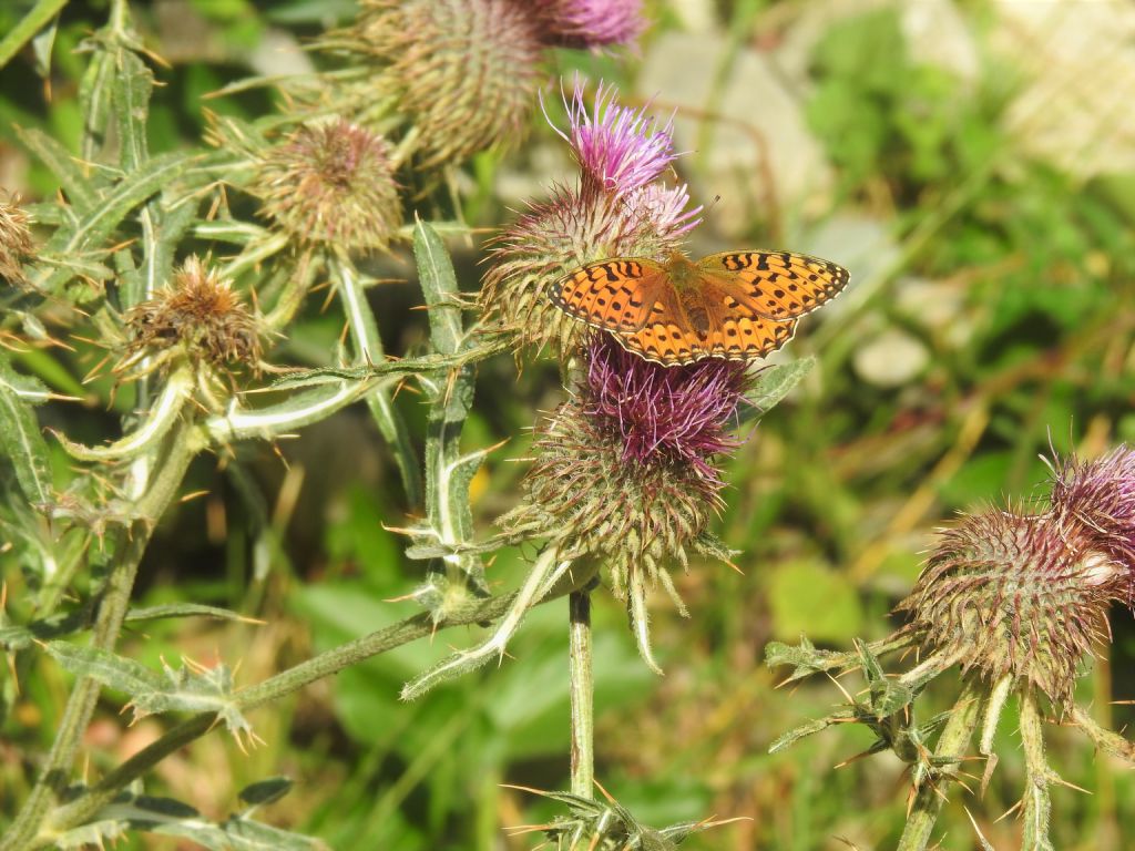 Nymphalidae: Speyeria (ex Argynnis) aglaja