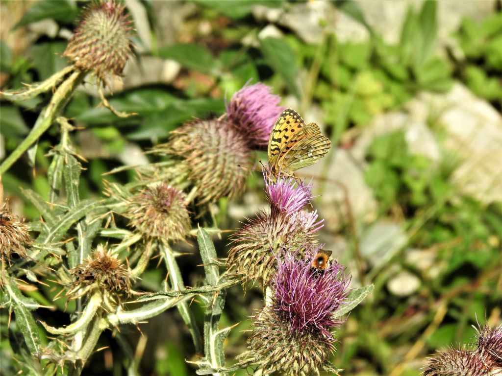 Nymphalidae: Speyeria (ex Argynnis) aglaja