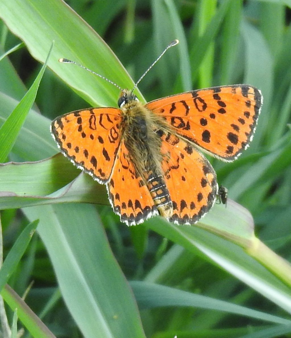 Melitaea didyma?  S