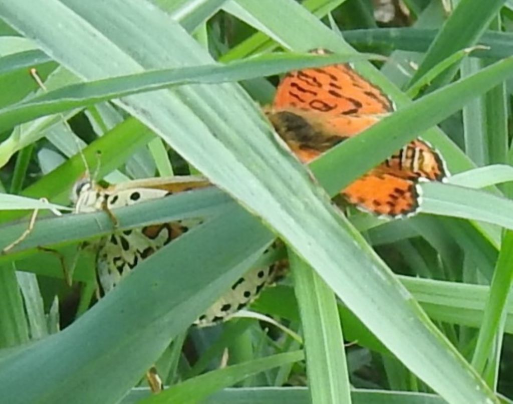 Melitaea didyma?  S