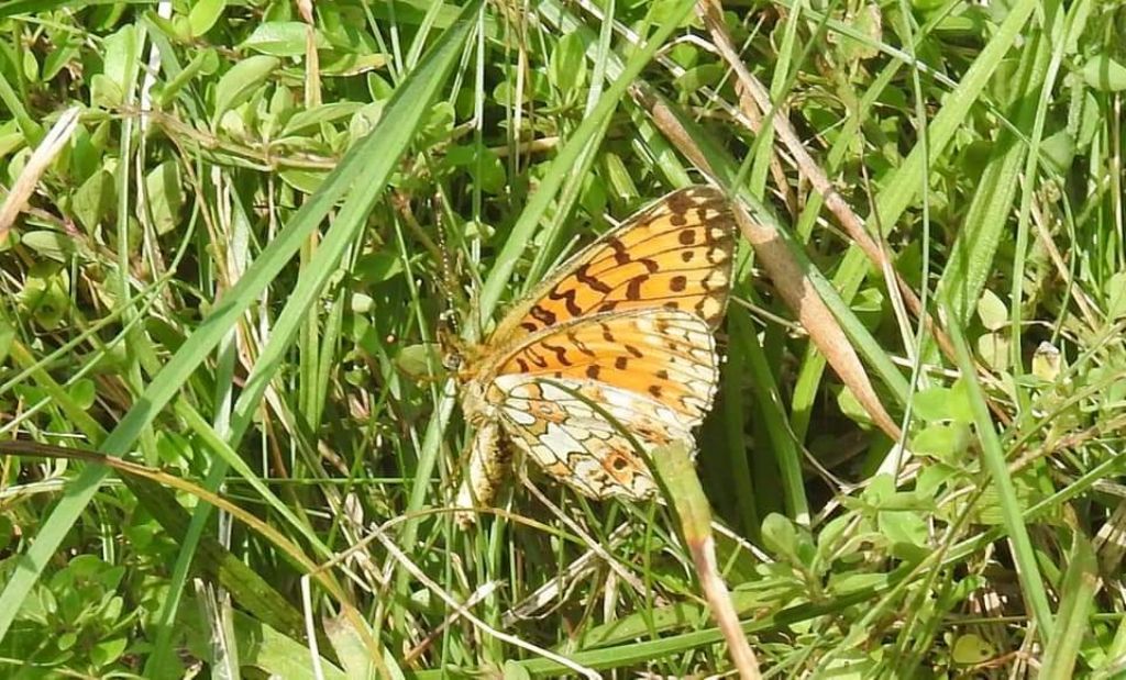 Identificazione lepidottero