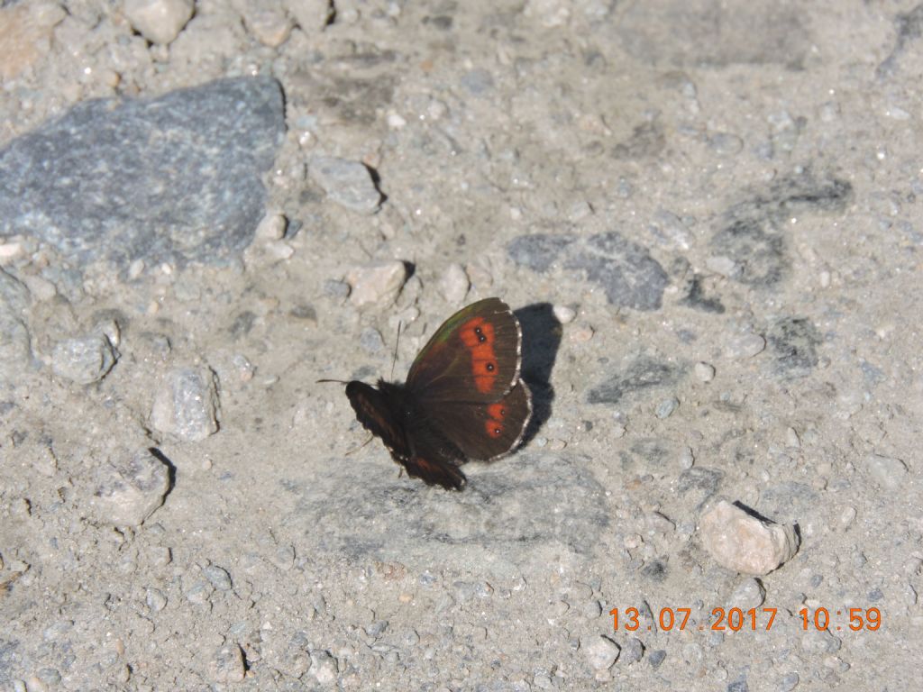 Identificazione Erebia