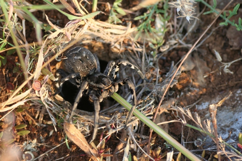 Lycosa tarantula - Punat (Isola di Krk)