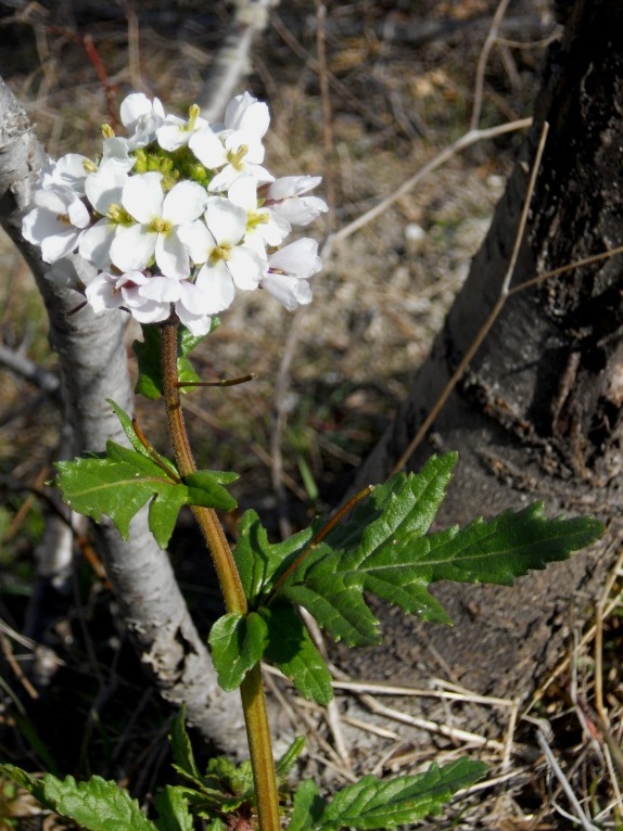 Provincia di Pesaro e Urbino : Diplotaxis erucoides