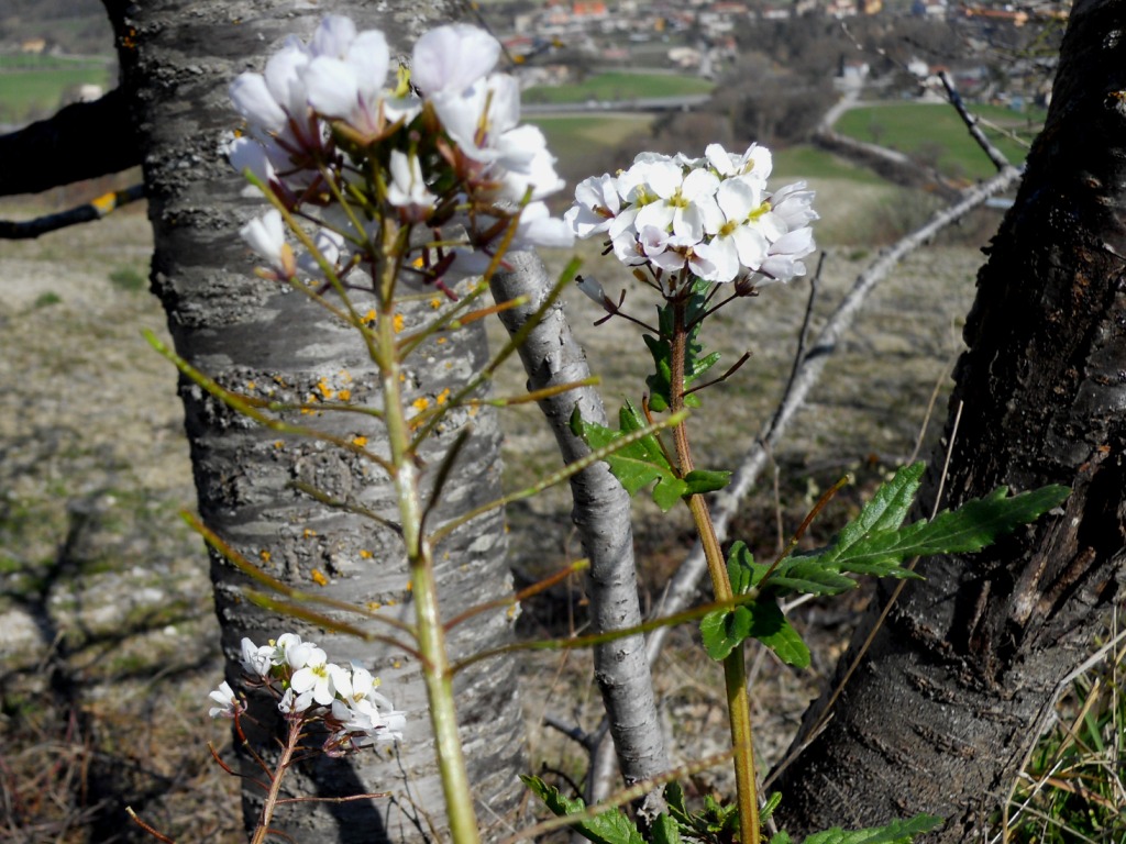 Provincia di Pesaro e Urbino : Diplotaxis erucoides