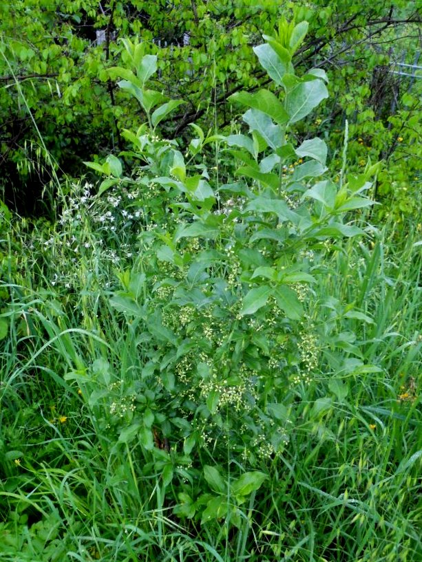 Euonymus europaeus