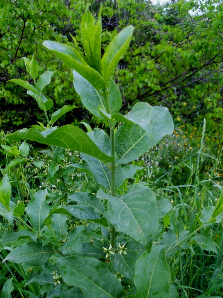 Euonymus europaeus