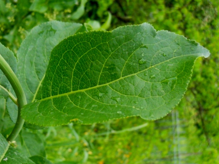 Euonymus europaeus