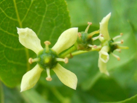 Euonymus europaeus