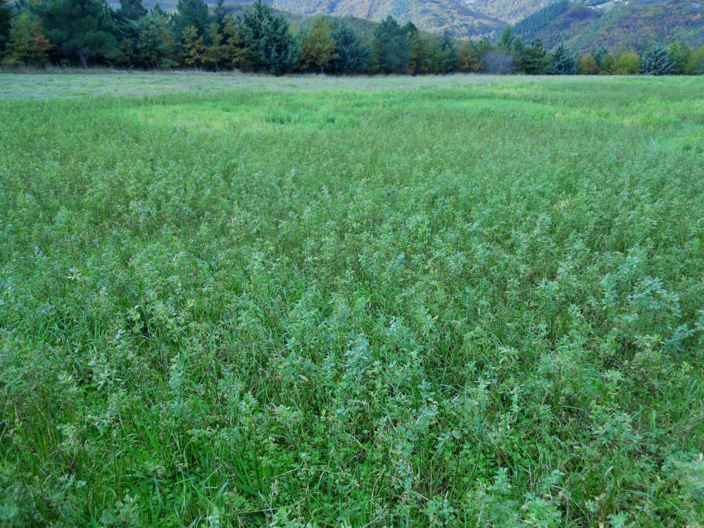 Fiore viola -  Medicago sativa