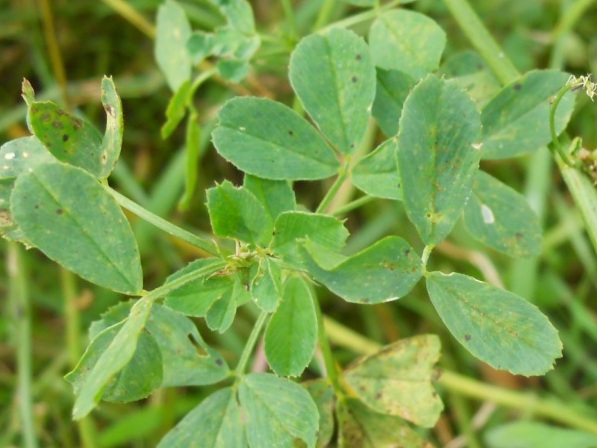 Fiore viola -  Medicago sativa