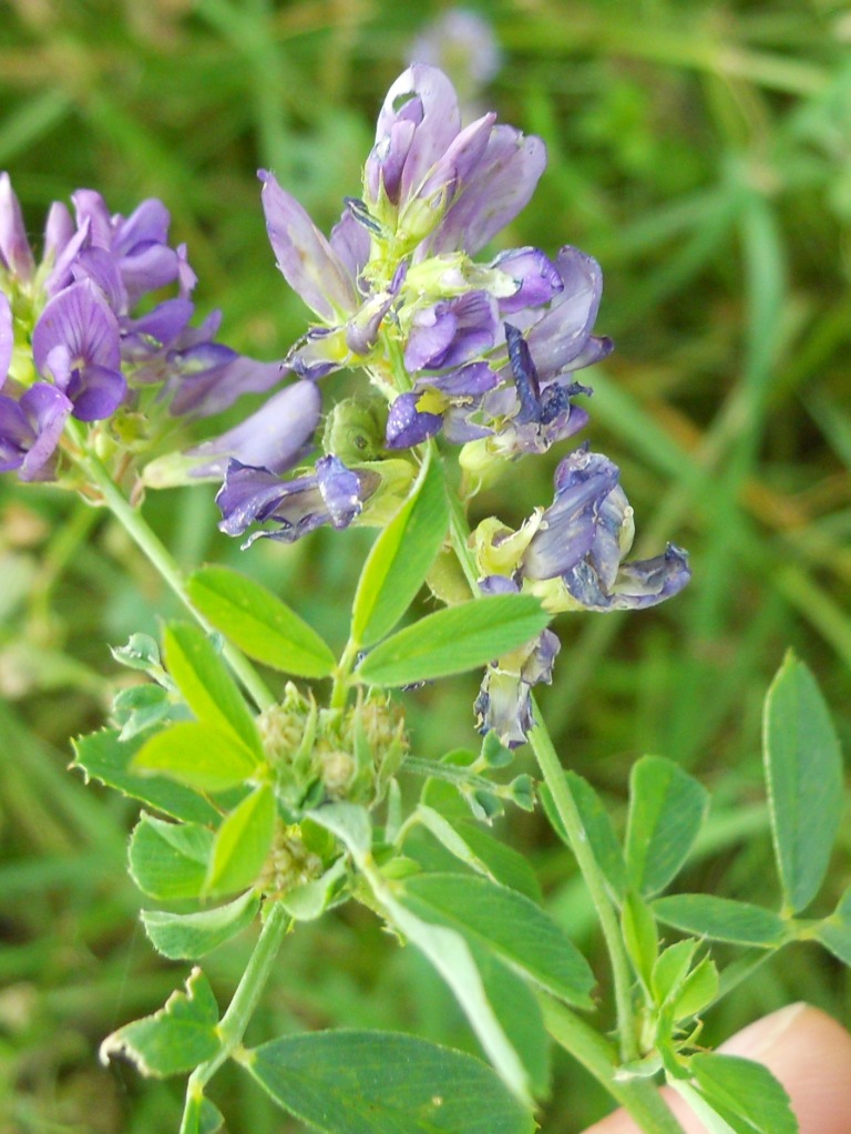 Fiore viola -  Medicago sativa