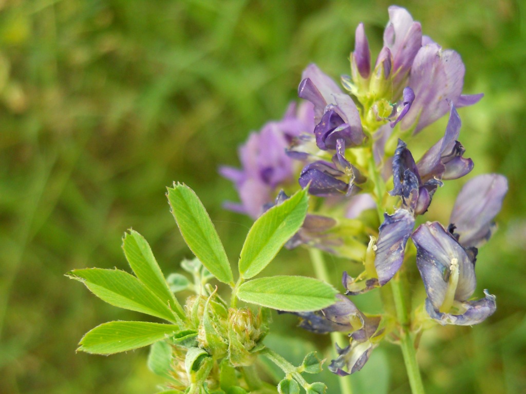 Fiore viola -  Medicago sativa