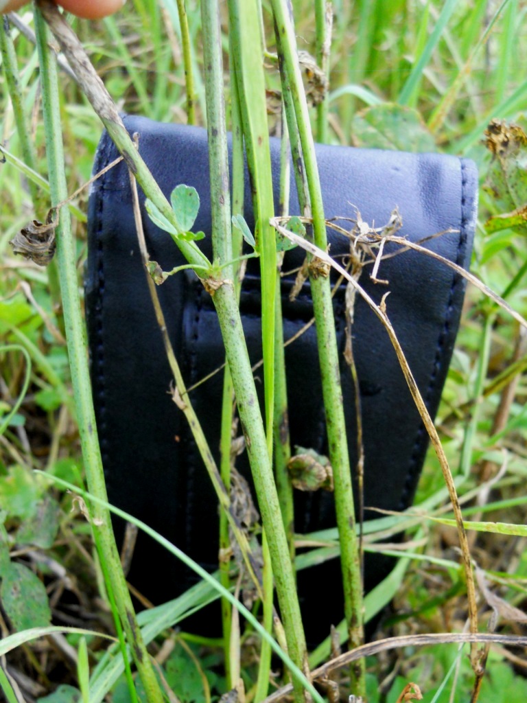 Fiore viola -  Medicago sativa