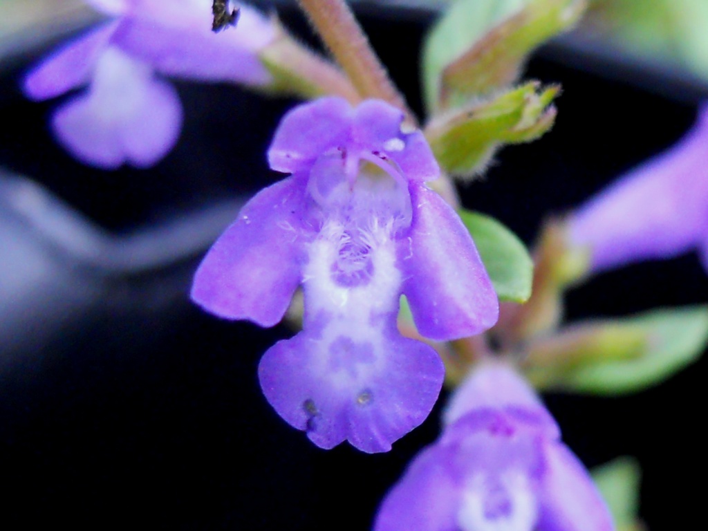 Clinopodium alpinum