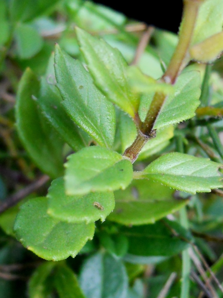 Clinopodium alpinum