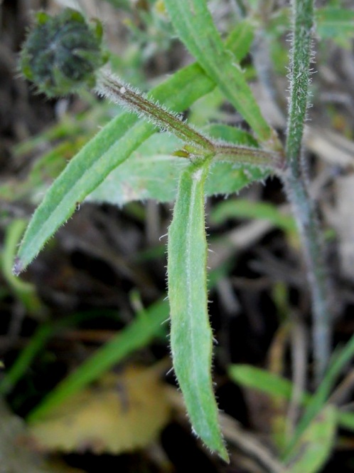 Picris hieracioides / Aspraggine comune