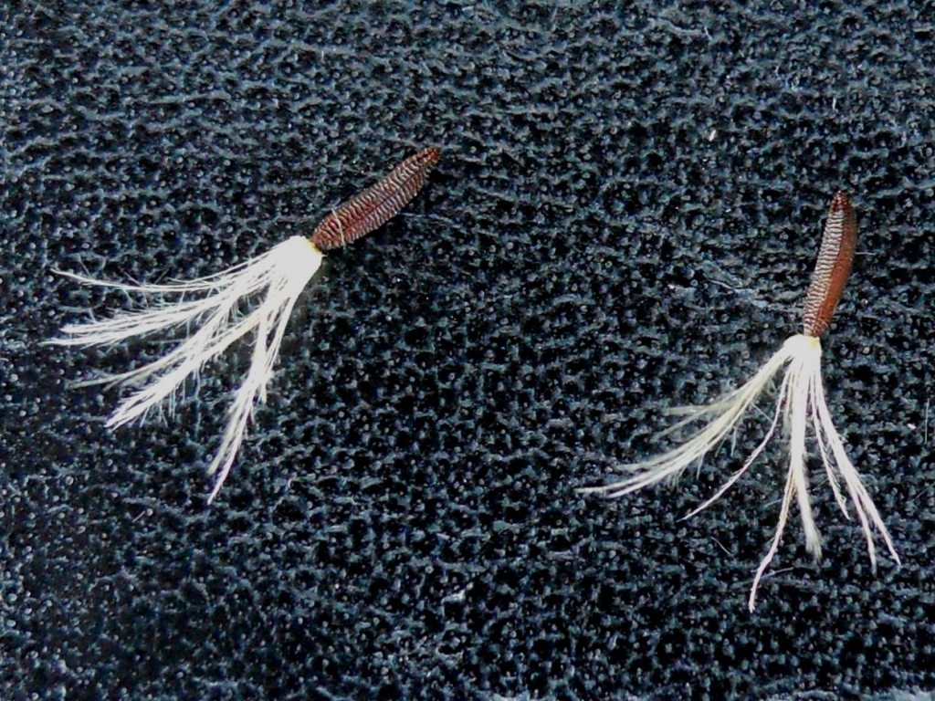 Picris hieracioides / Aspraggine comune