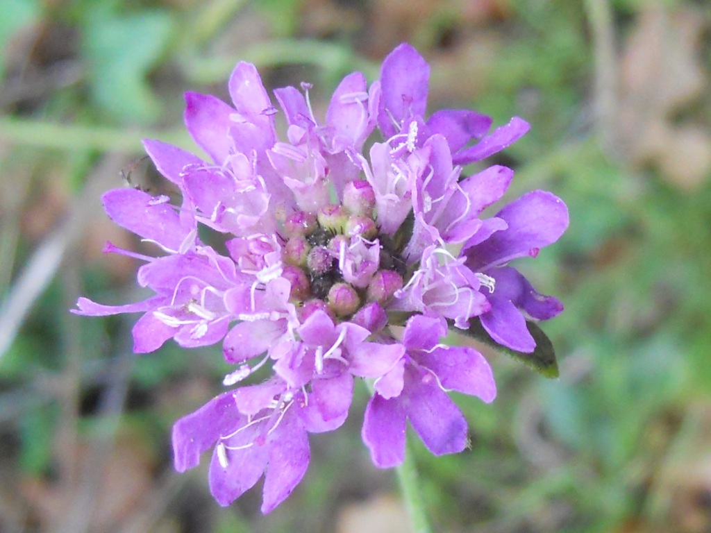 Pianta con fiore rosa - Sixalix atropurpurea