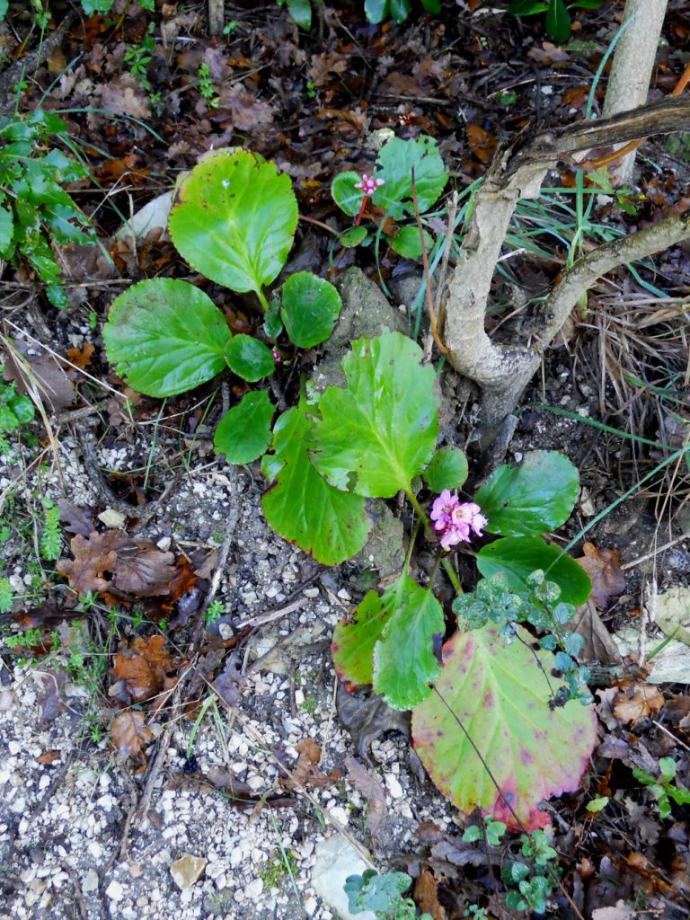 Bergenia crassifolia / Bergenia a foglie carnose