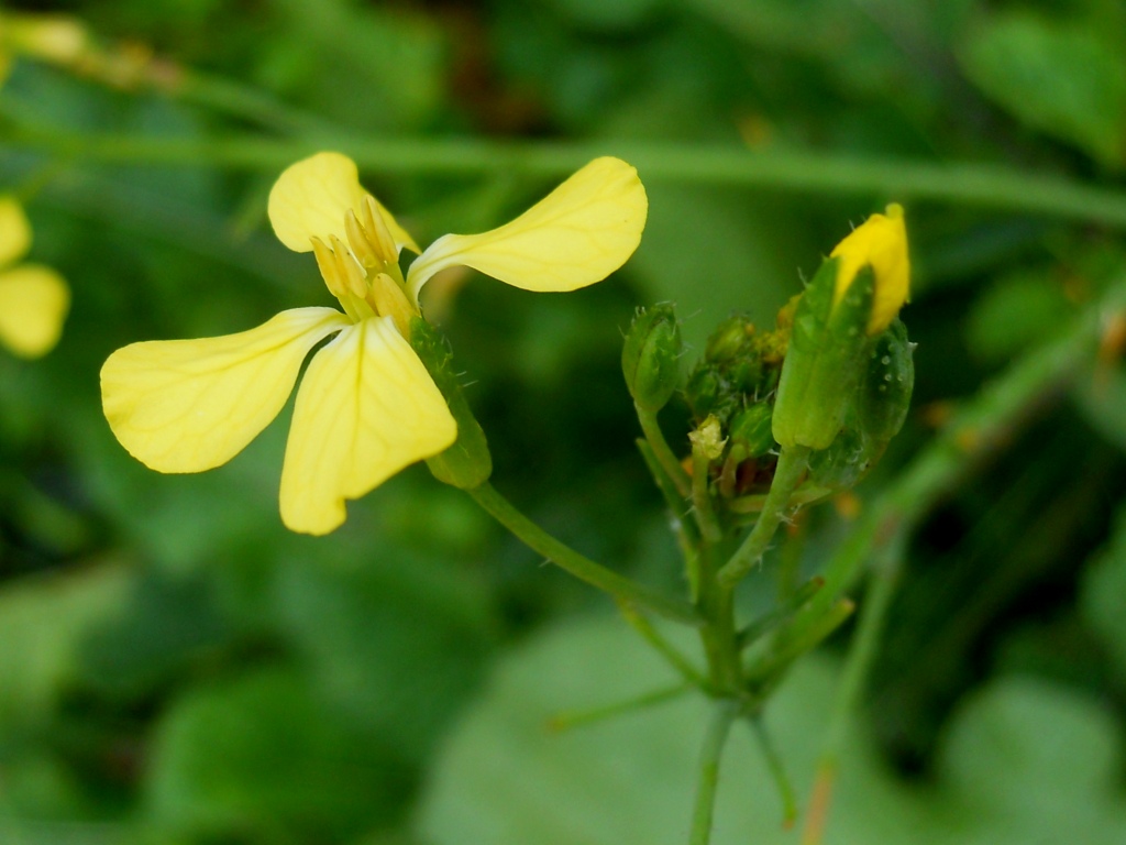 Raphanus raphanistrum subsp. landra