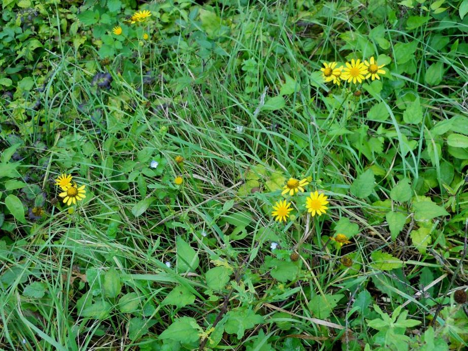 Jacobaea aquatica / Senecione dei fossi