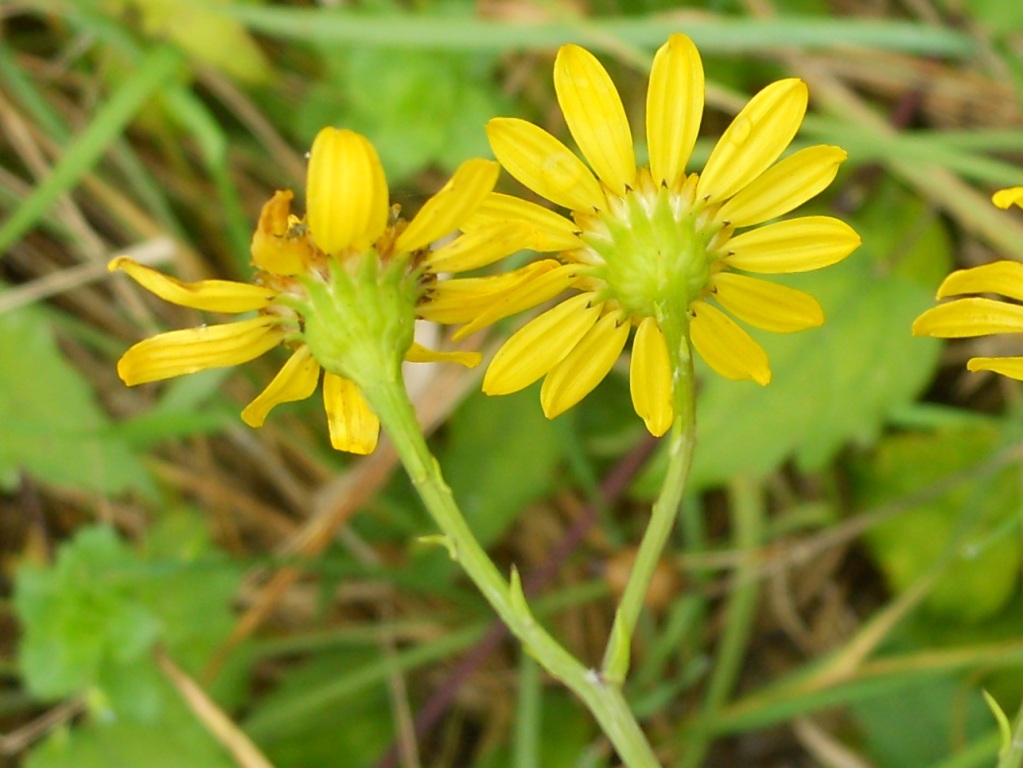 Jacobaea aquatica / Senecione dei fossi