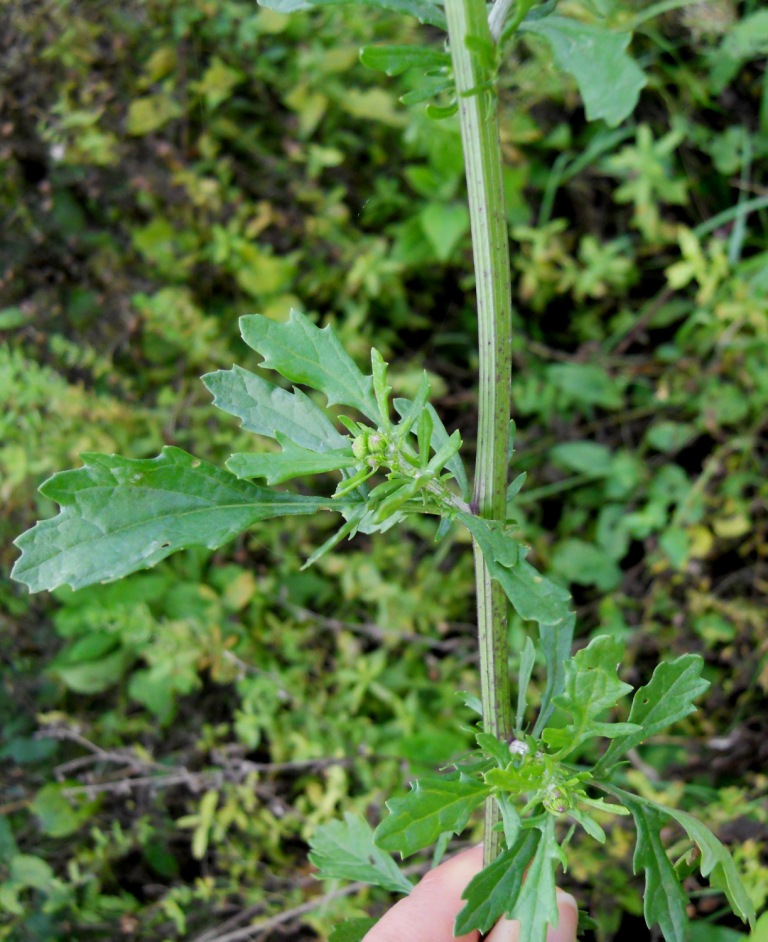 Jacobaea aquatica / Senecione dei fossi