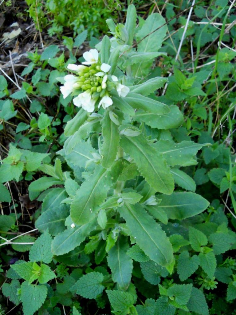 Pseudoturritis turrita (= Arabis turrita) / Arabetta maggiore