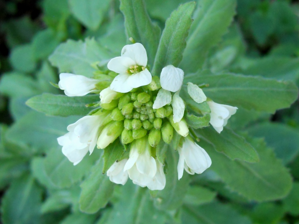 Pseudoturritis turrita (= Arabis turrita) / Arabetta maggiore