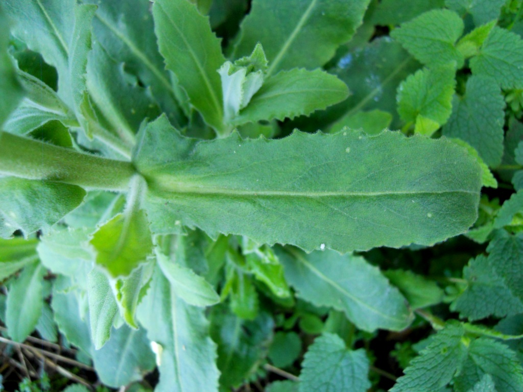 Pseudoturritis turrita (= Arabis turrita) / Arabetta maggiore