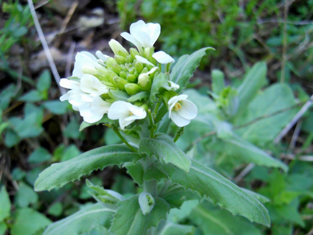 Pseudoturritis turrita (= Arabis turrita) / Arabetta maggiore