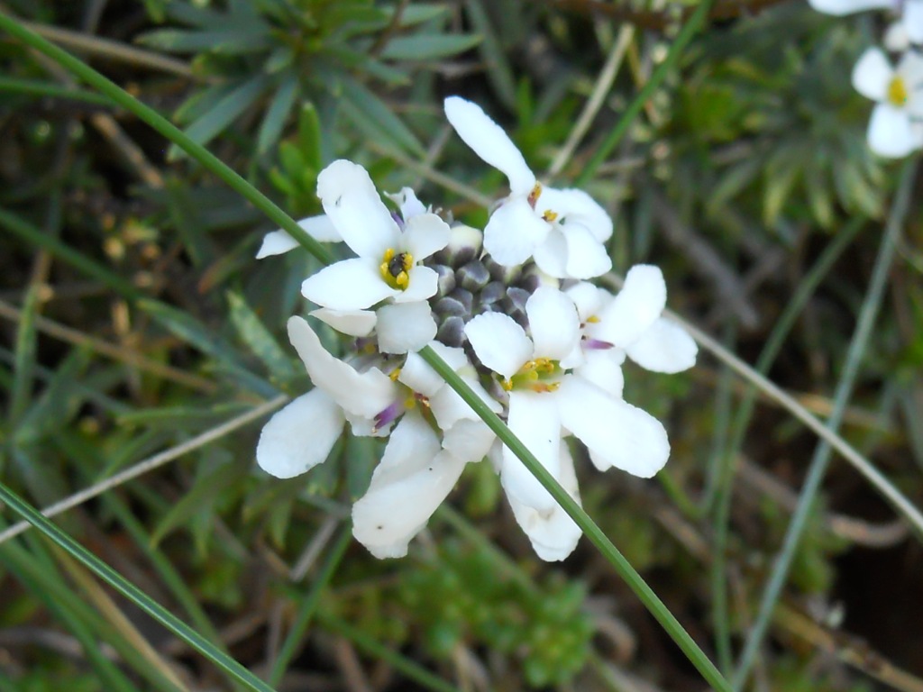 Iberis saxatilis