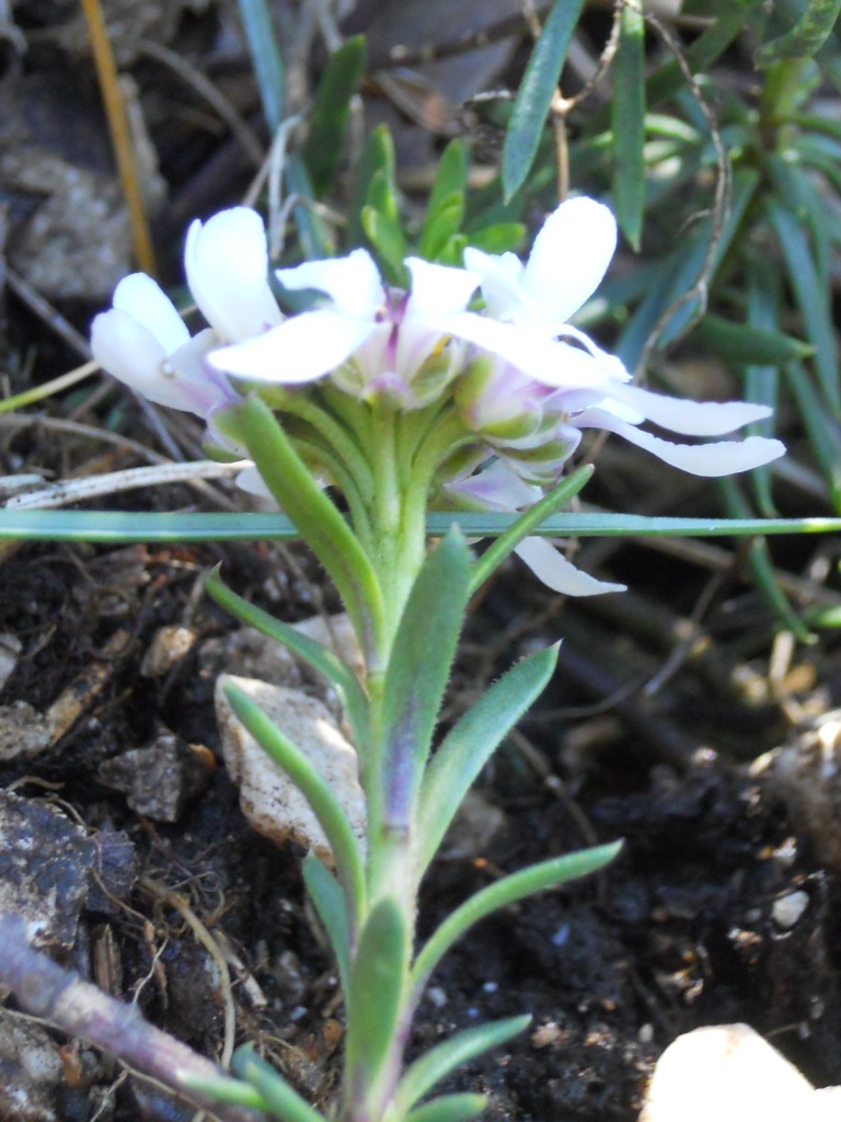 Iberis saxatilis