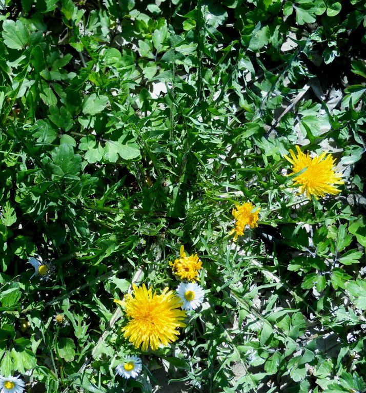 Taraxacum sp. (Asteraceae)