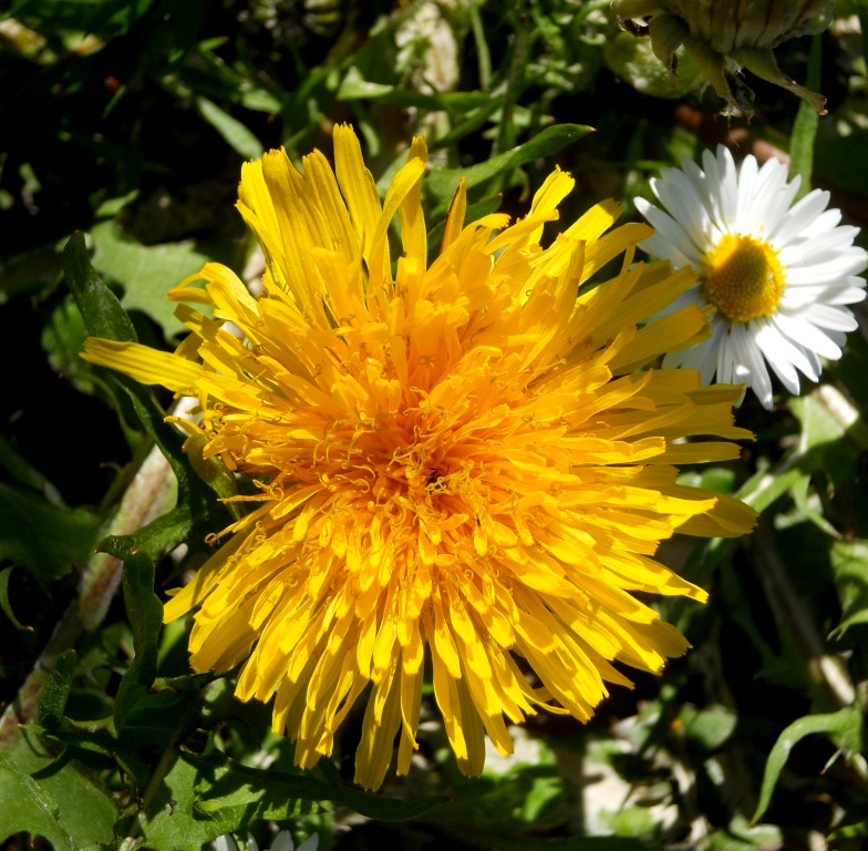 Taraxacum sp. (Asteraceae)