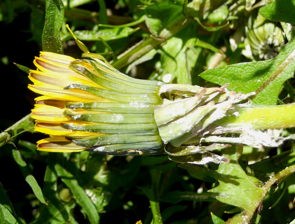 Taraxacum sp. (Asteraceae)