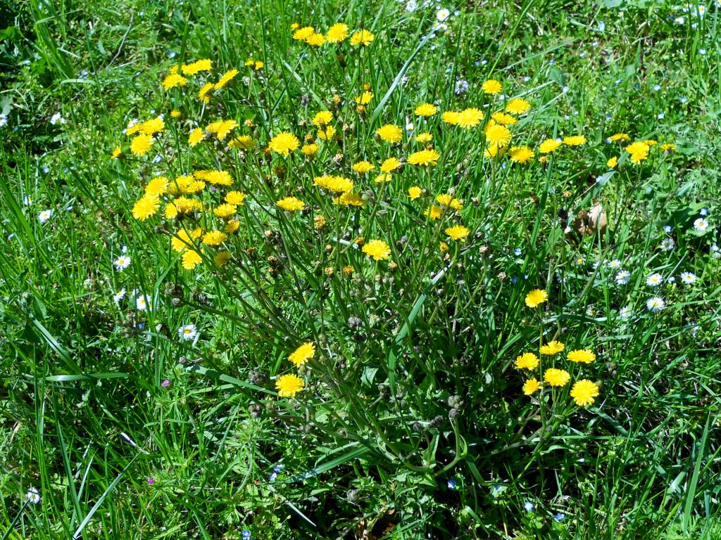 Crepis vesicaria