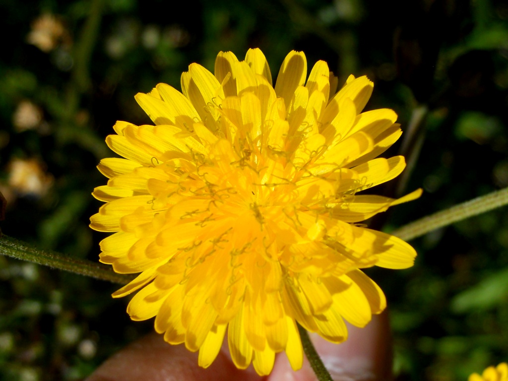 Crepis vesicaria