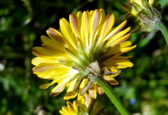 Crepis vesicaria