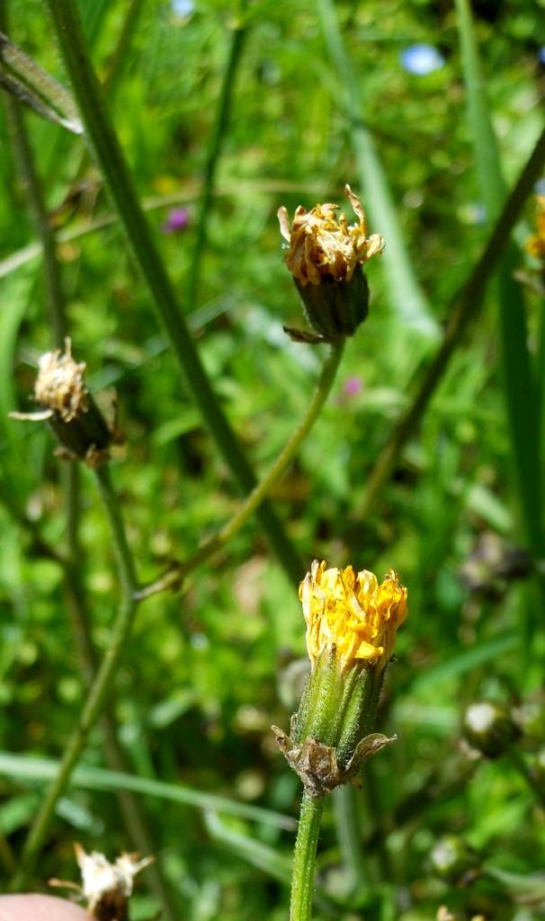 Crepis vesicaria