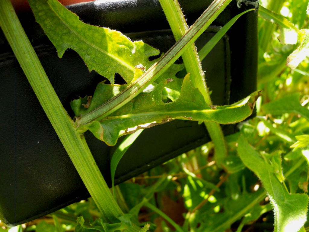 Crepis vesicaria