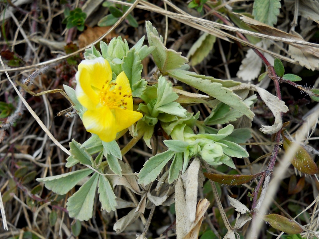 Potentilla?