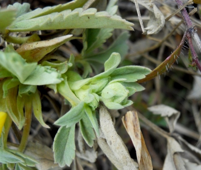 Potentilla?