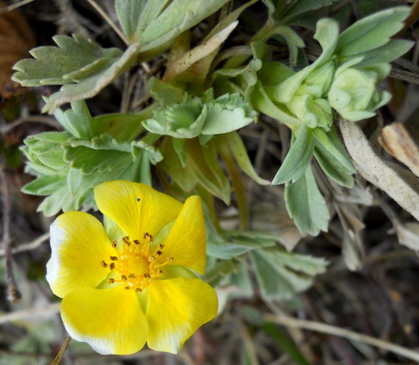 Potentilla?